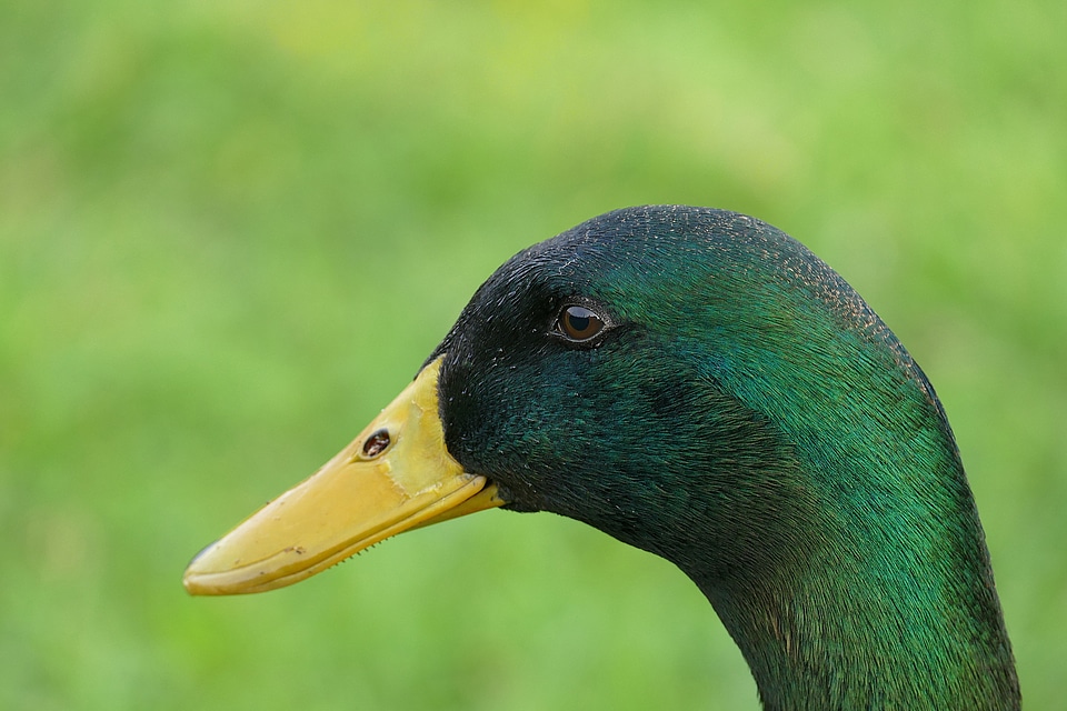 Feather bird animal