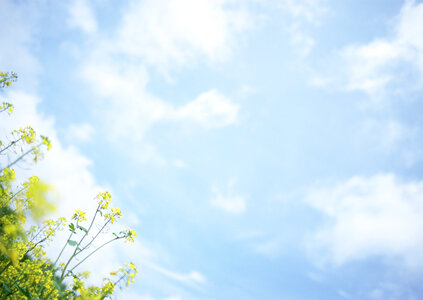 Rape field, canola crops on blue sky photo