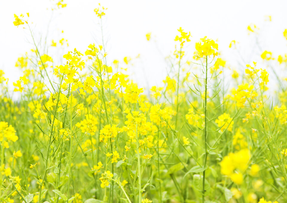 Rape field, canola crops