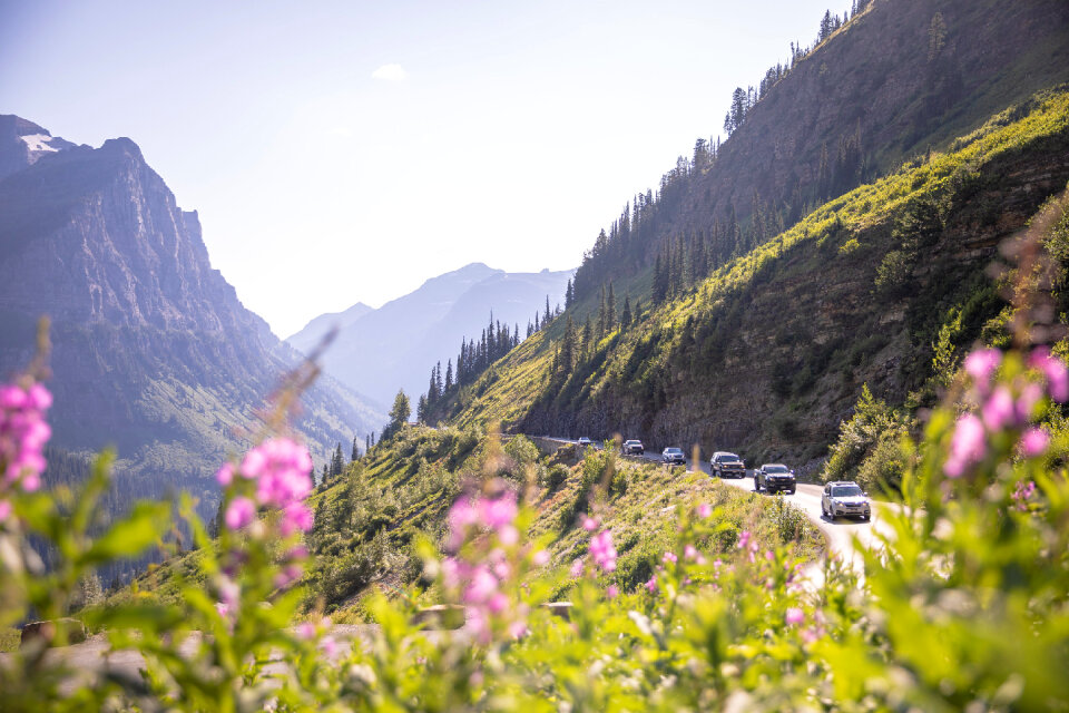 Fireweed Blooms in Glacier National Park