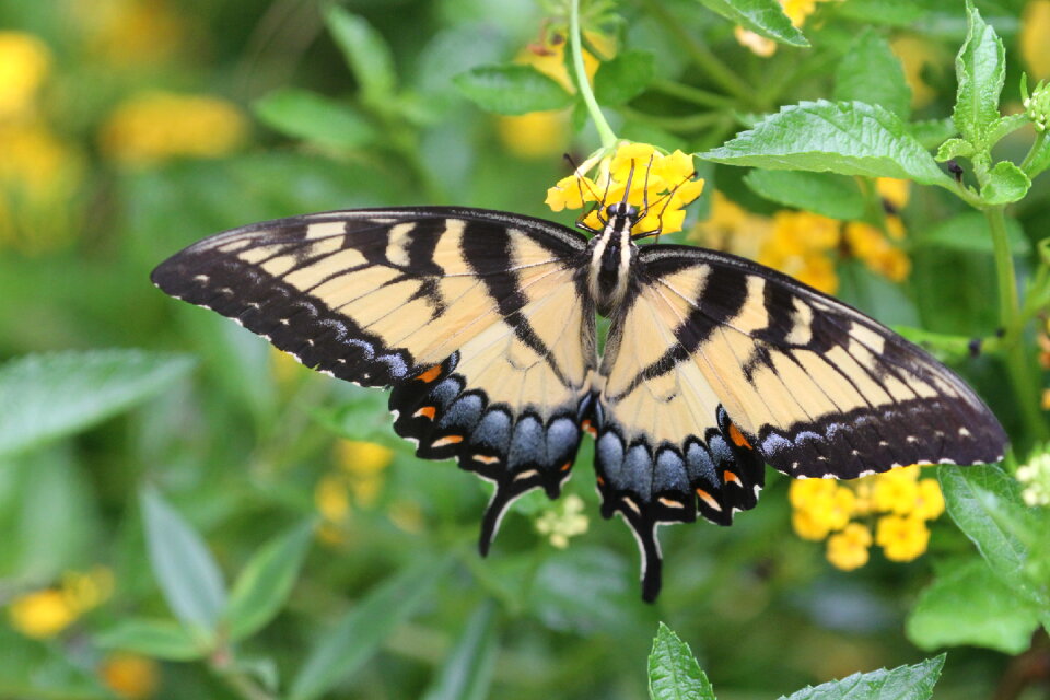 A Tiger Swallowtail on the abbot's Lantana photo