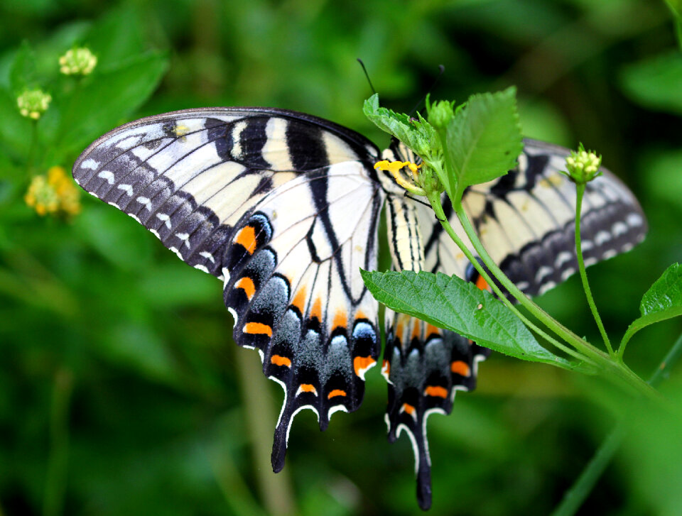 A Tiger Swallowtail on the abbot's Lantana photo