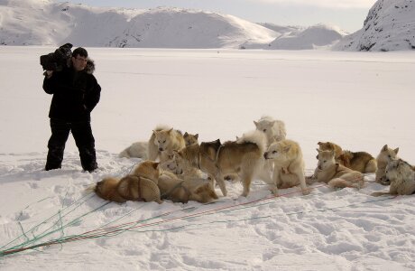 Sled Dogs in Greenland photo