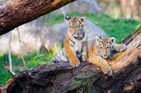 Siberian tigers photo