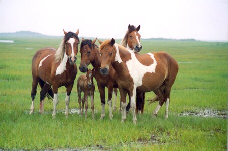 Band of horses
