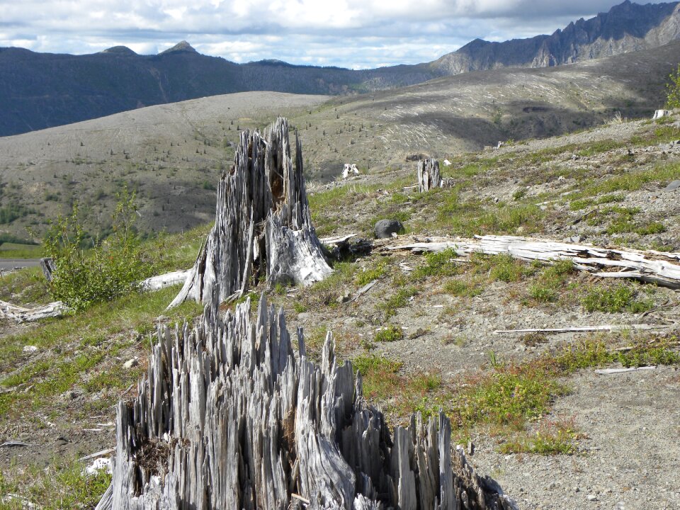 the fallen trees Washington, Mt. St. Helens