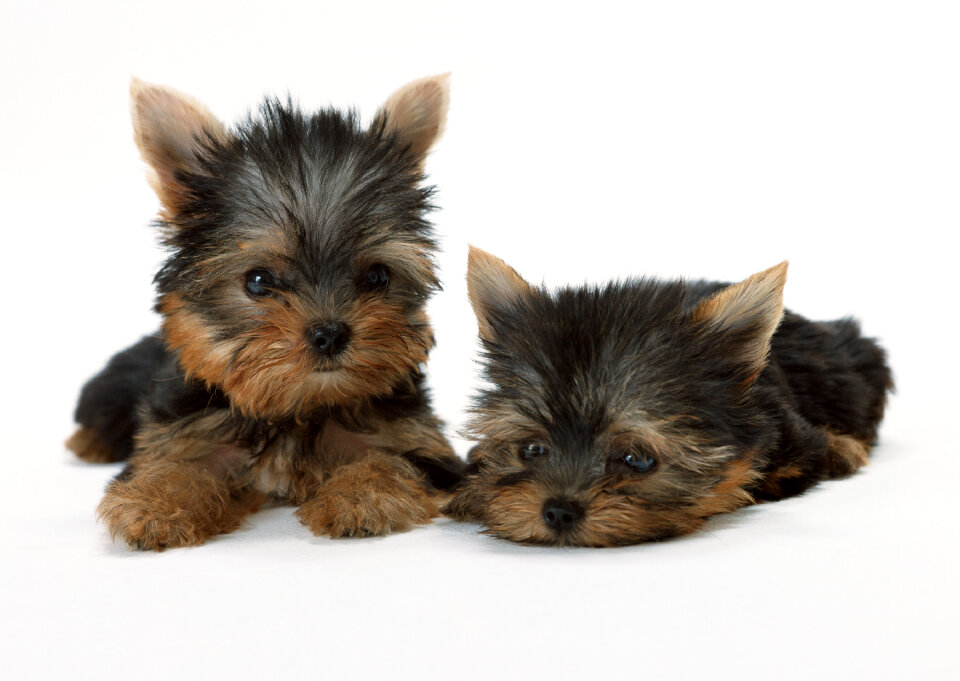 Two puppies of the Yorkshire terrier