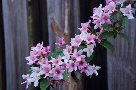 wooden fence background with white and pink flower