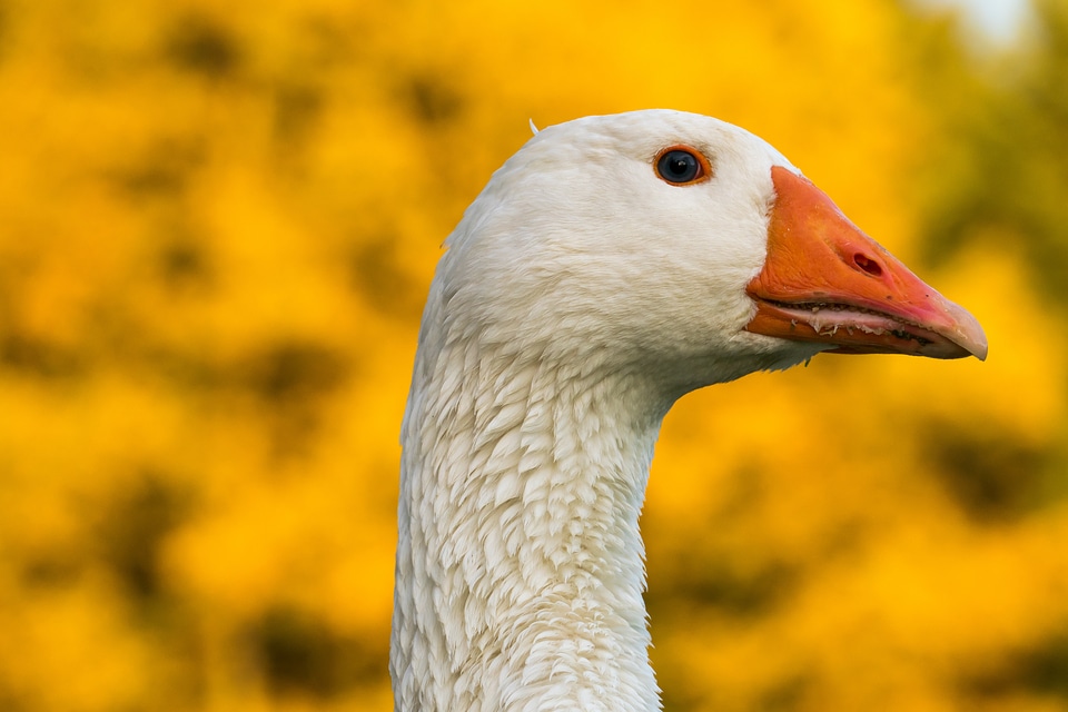 White yellow poultry
