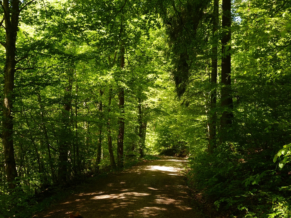 Landscape tree trees