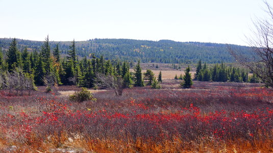 Fall Foliage in Dolly Sods