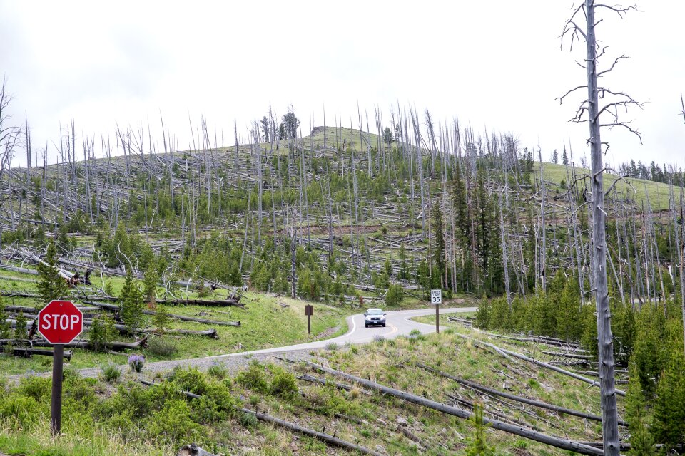 Mount Washburn, Yellowstone National Park
