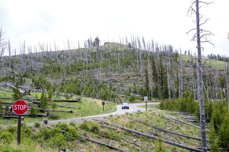 Mount Washburn, Yellowstone National Park