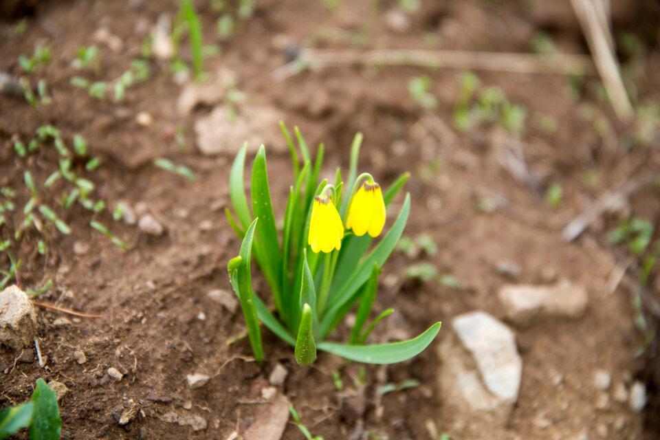 wild flower in Mount Washburn, Yellowstone National Park