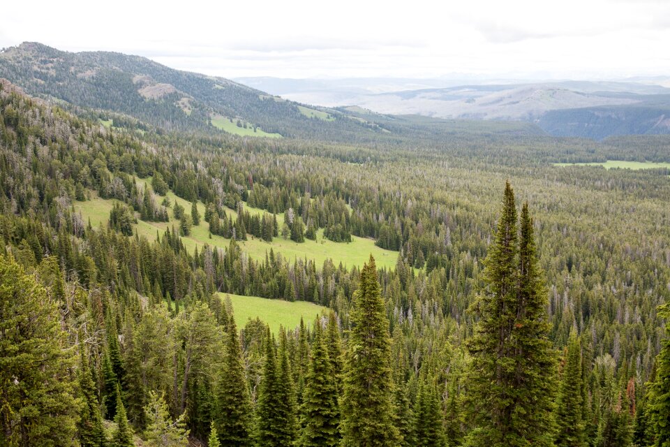 Mount Washburn, Yellowstone National Park