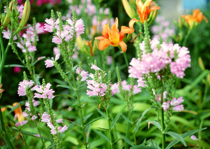 flower,spring,bouquet,background,blur,red,floral,yellow,may,bloom photo