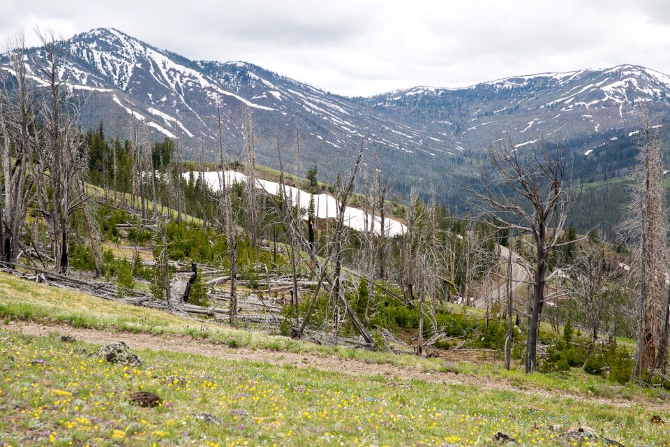 Mount Washburn, Yellowstone National Park