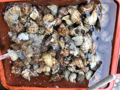 Fresh clams background, seashells close up
