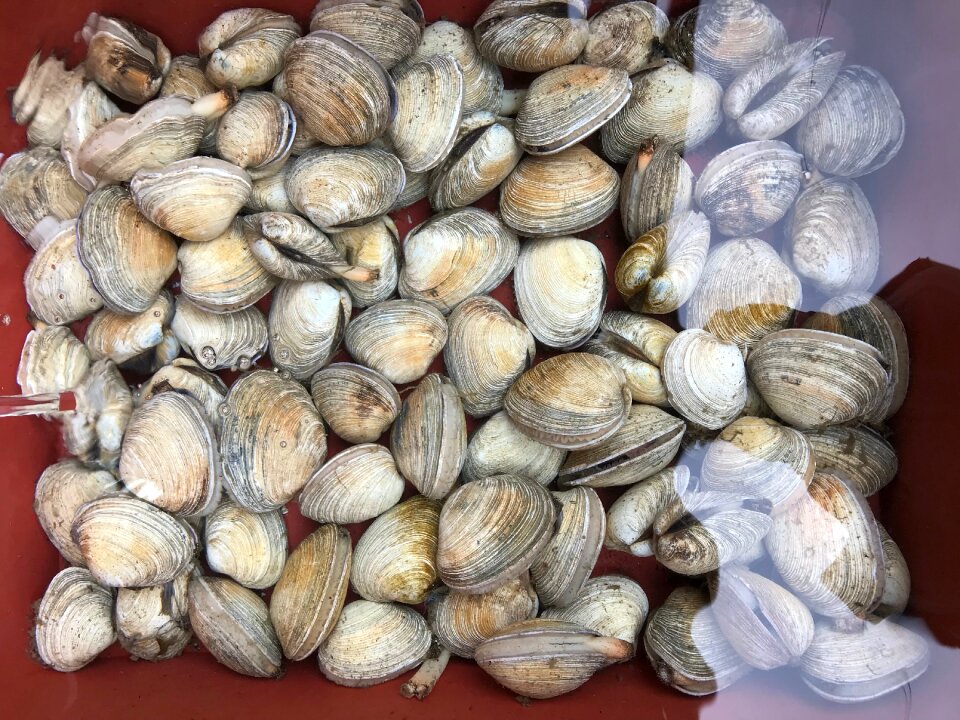 Fresh clams background, seashells close up