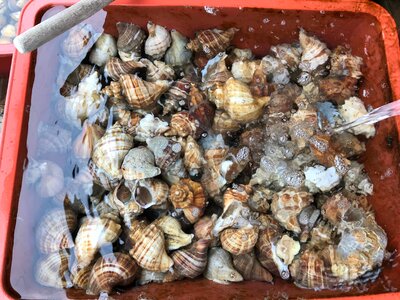 Fresh clams background, seashells close up photo