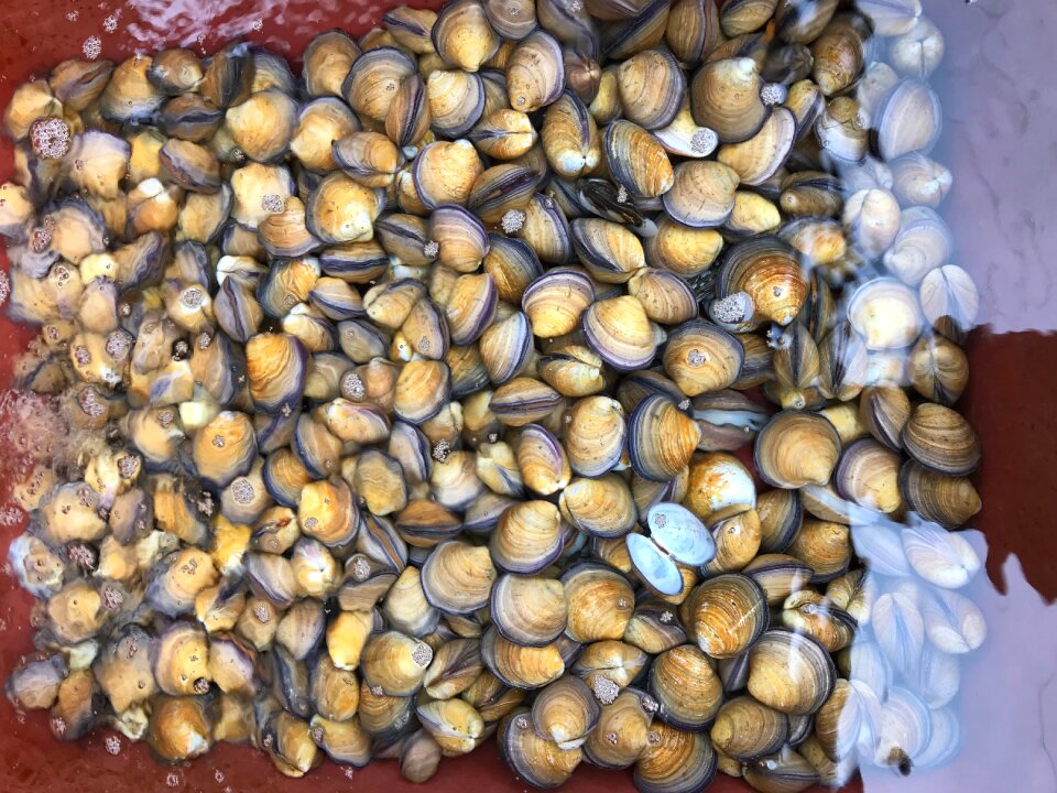 Fresh clams background, seashells close up