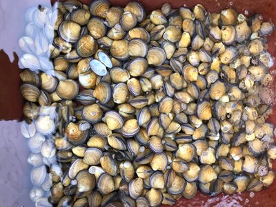 Fresh clams background, seashells close up