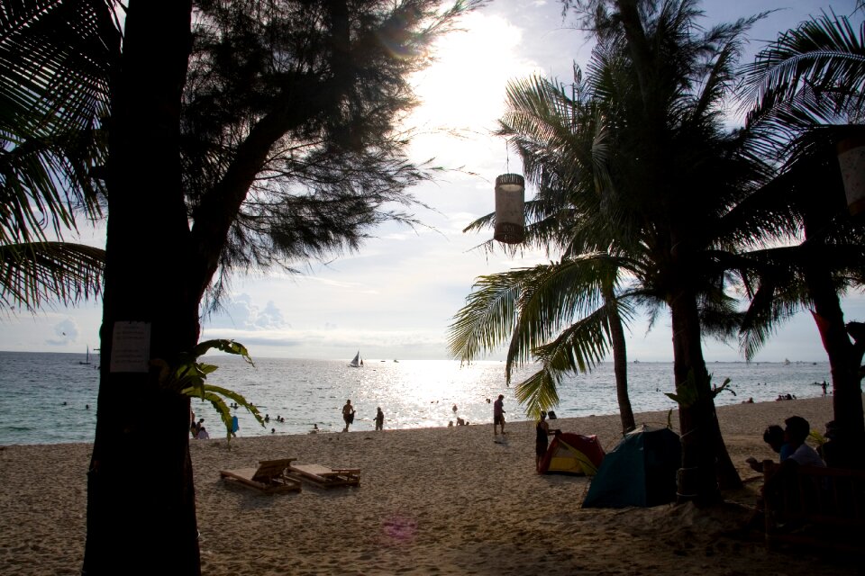 Beautiful palm on beach with white sand, tropical nature