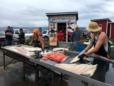Cleaning several salmon fish near Seward, Alaska