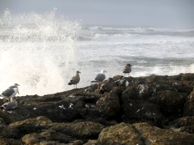 Seagulls and the Waves photo