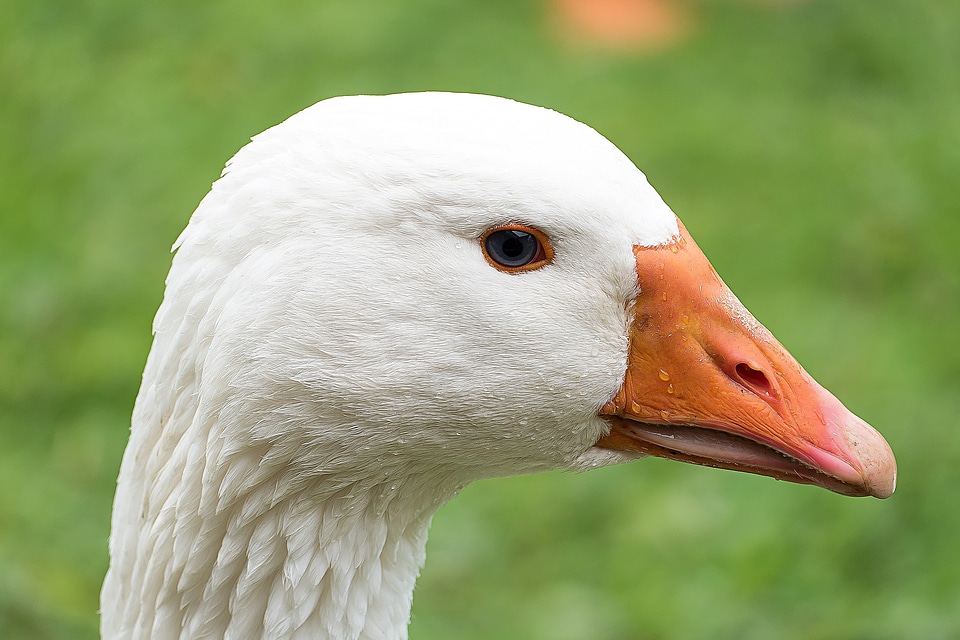 Water bird poultry nature