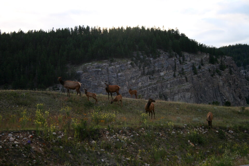 Deer in a forest, Jasper National Park, Alberta, Canada photo