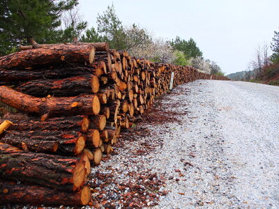 Wooden logs of pine woods in the forest, stacked in a pile