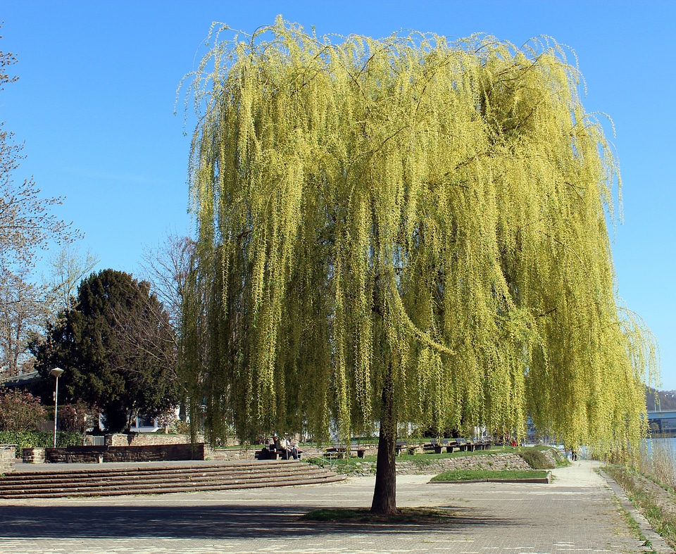 Tree weeping willow spring