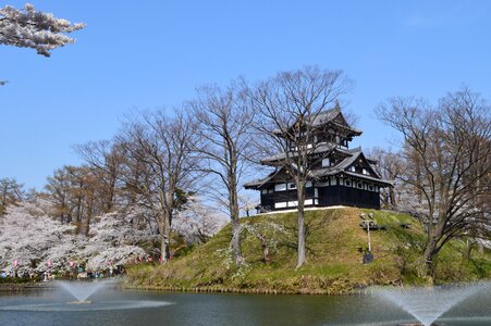 Cherry blossom in Takada Castle, Niigata, Japan photo
