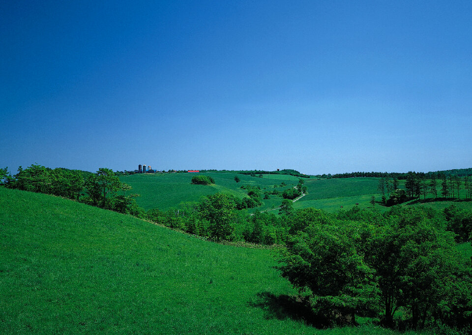 Green hills with young wheat in evening light, agricultural land