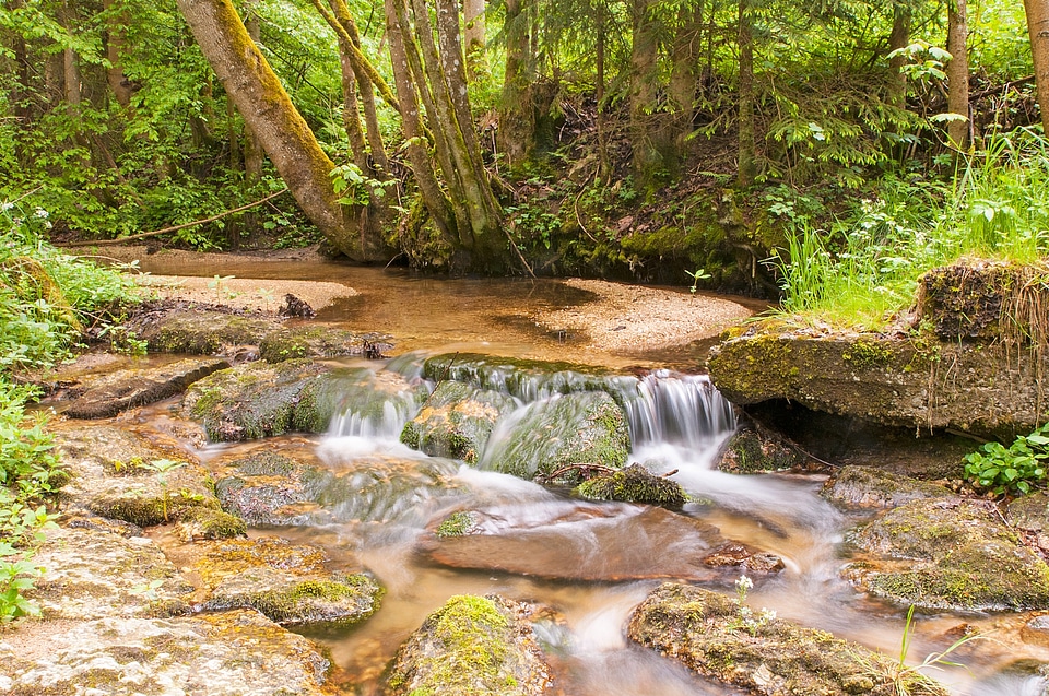 Gorge waters forest