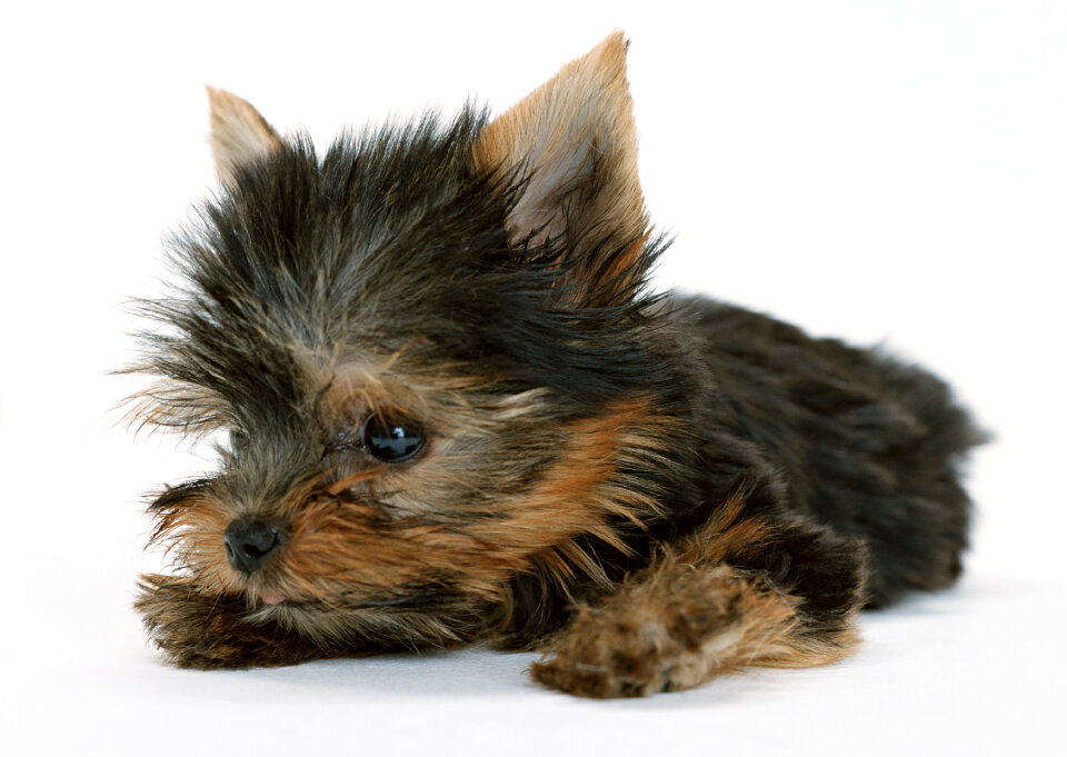 yorkshire terrier puppy