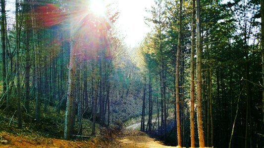 Sun Shining Over Forest Lane, Country Road, Path photo