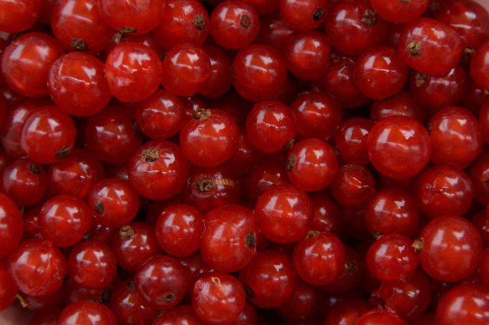 Red red currant soft fruit