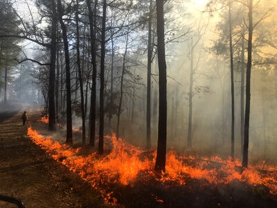 Forest fire. Burned trees after wildfire, pollution