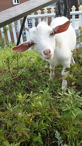 Animal white goat baby goats photo