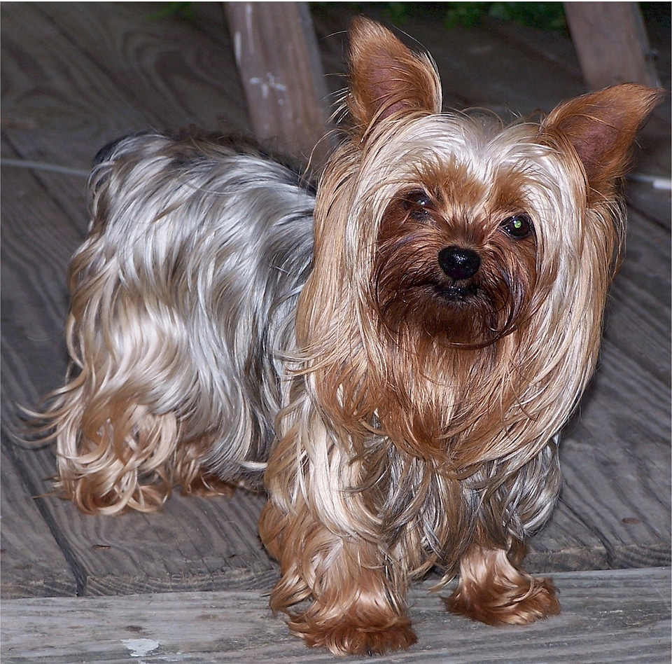 Canine animal mammal