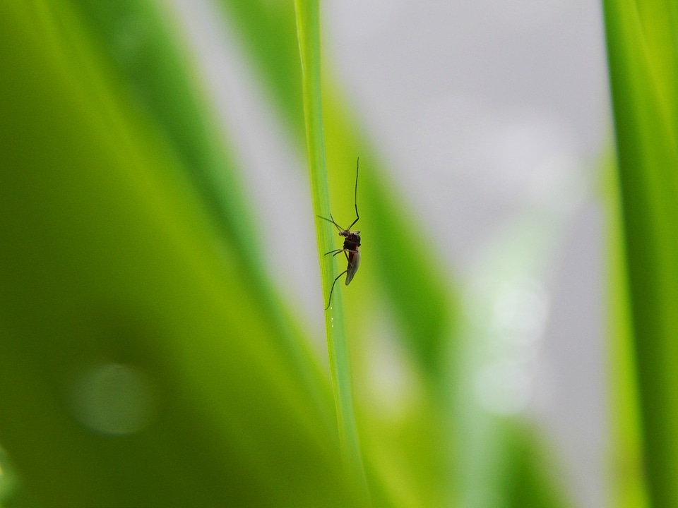 Green spring nature