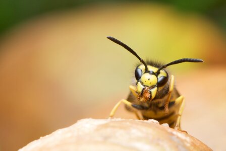 Wasp detailed portrait photo