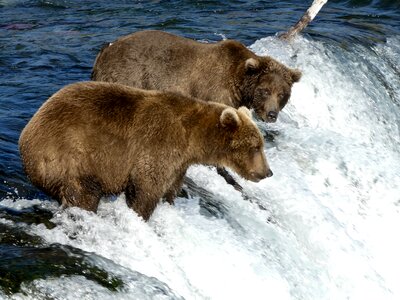 Bears in Katmai National Park and Preserve photo