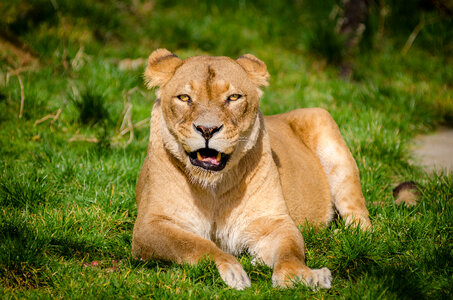 Closeup of lioness lying in the grass photo