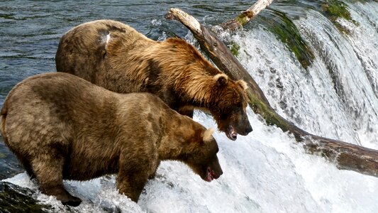Bears in Katmai National Park and Preserve photo