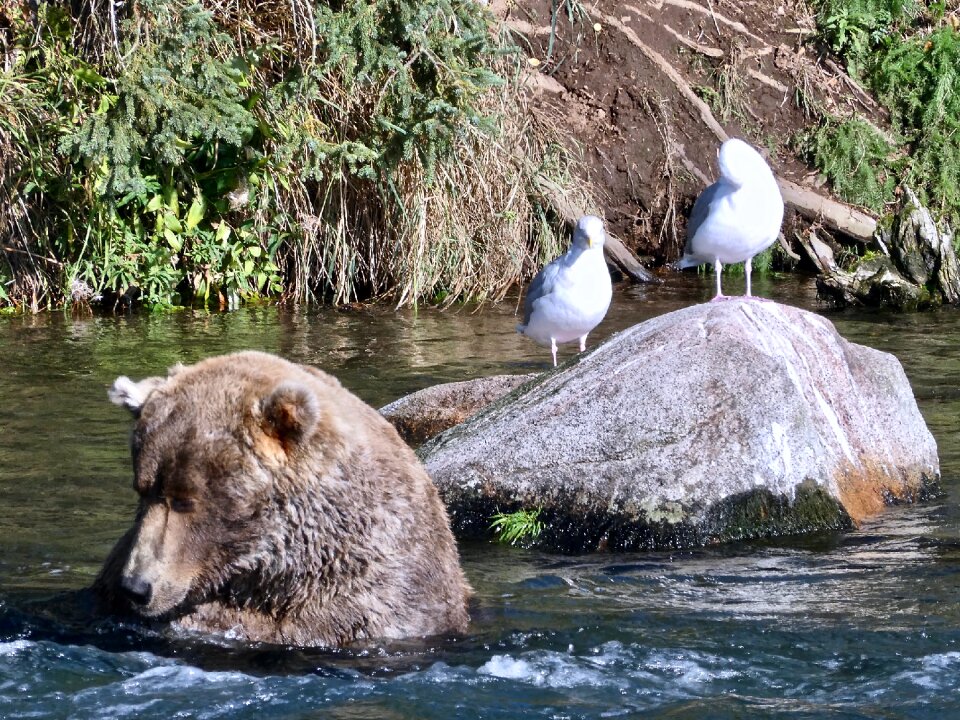Bears in Katmai National Park and Preserve