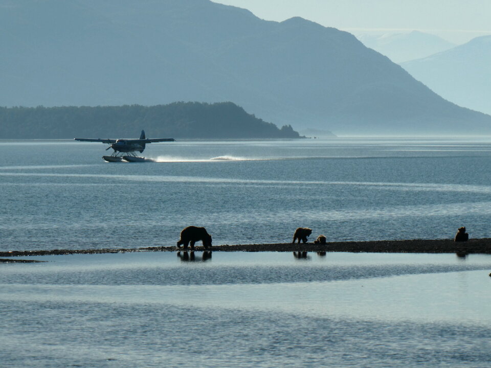 Bears in Katmai National Park and Preserve