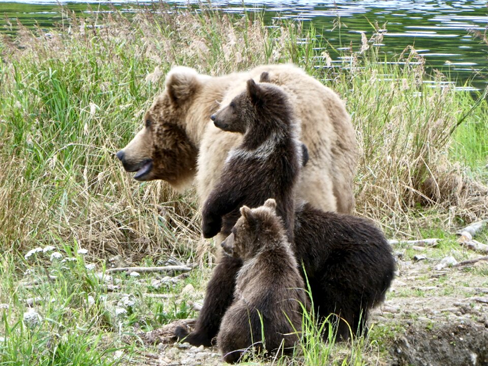 Bears in Katmai National Park and Preserve